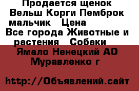 Продается щенок Вельш Корги Пемброк мальчик › Цена ­ 65 000 - Все города Животные и растения » Собаки   . Ямало-Ненецкий АО,Муравленко г.